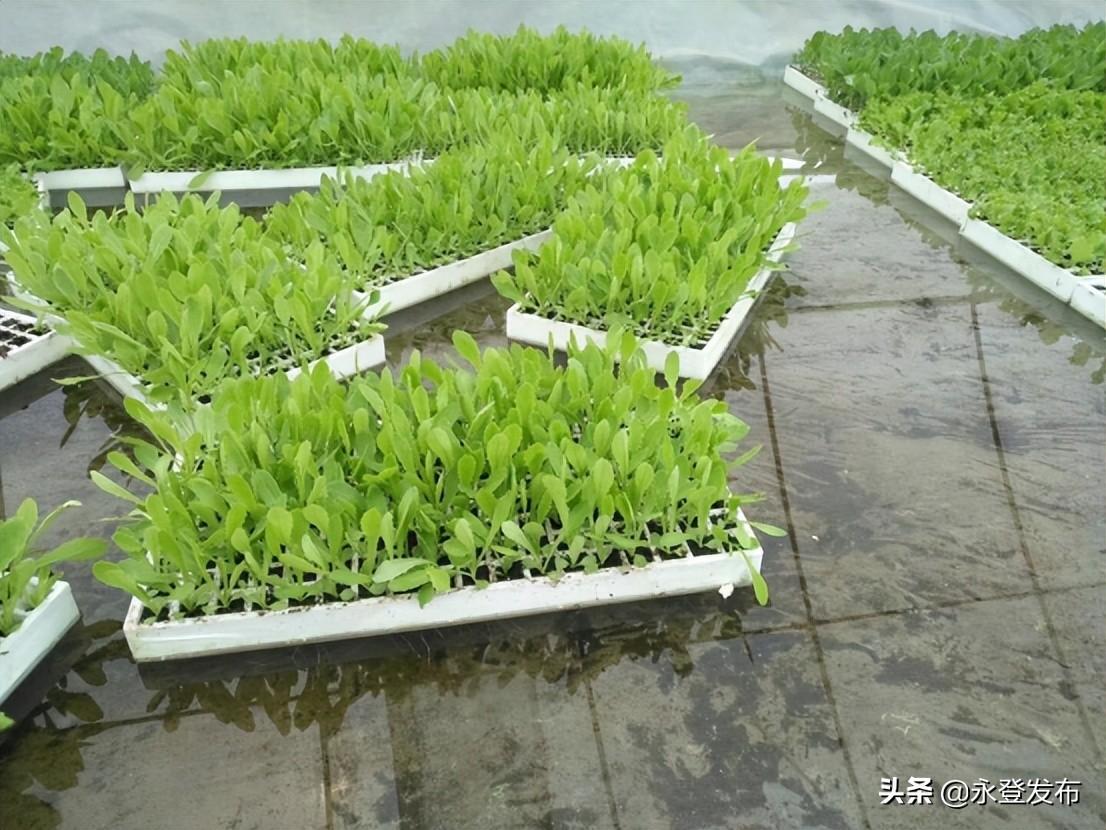 辣椒最新行情，心灵与自然的旅行交响曲启动！