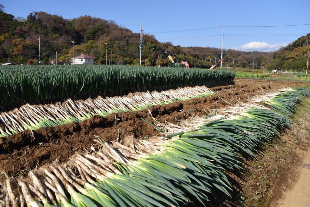 冬瓜价格最新行情及分析概览
