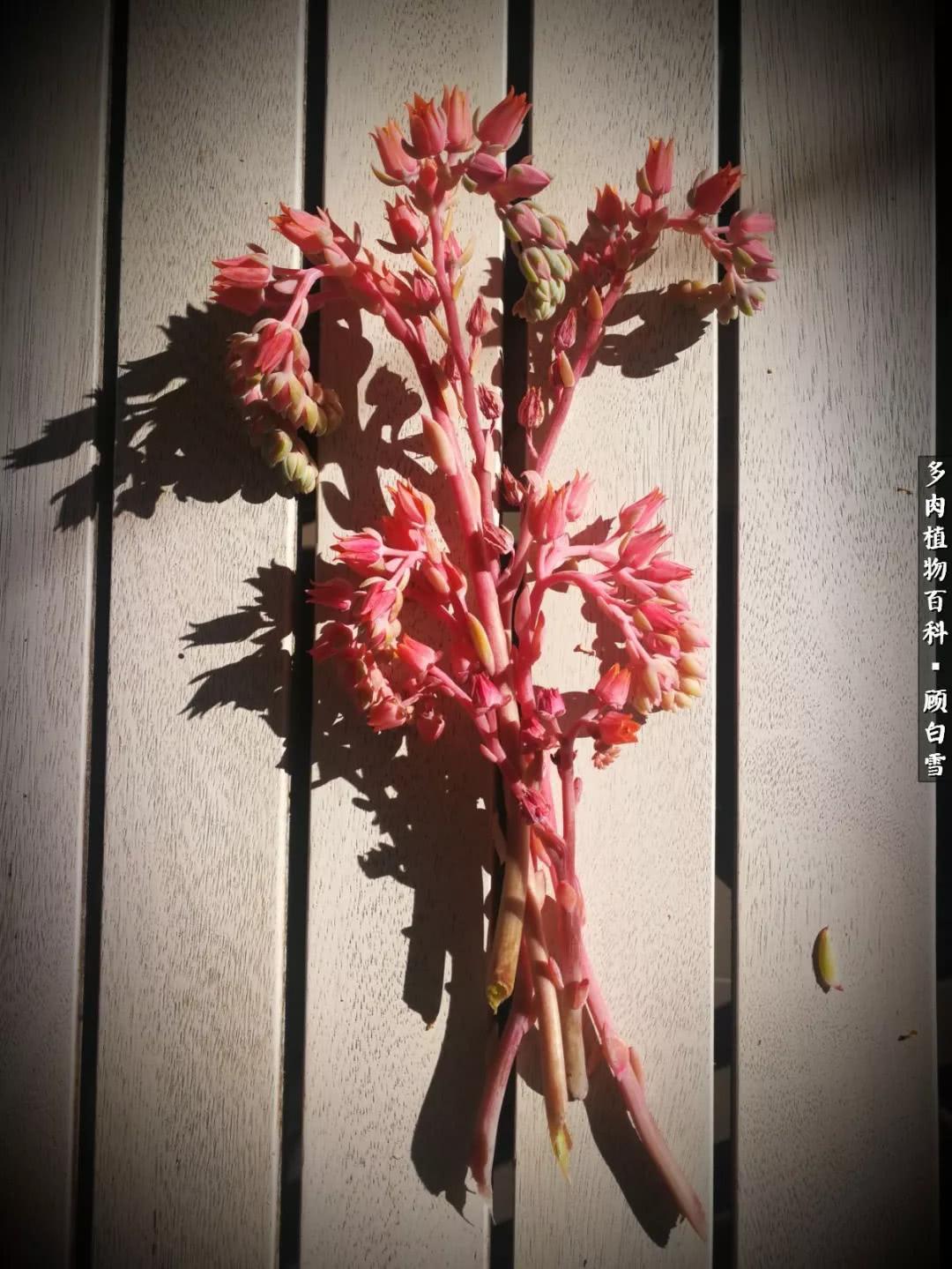 最新芙蓉奖，文化与艺术的璀璨盛宴