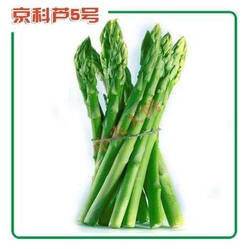 芦笋种子价格详解，购买指南与考虑因素