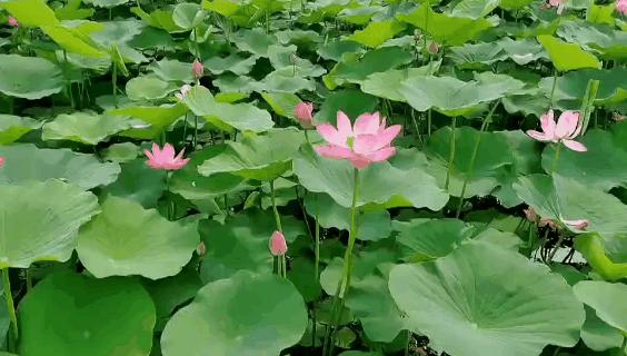 武清最新动态大揭秘，不容错过的地区发展消息📣✨