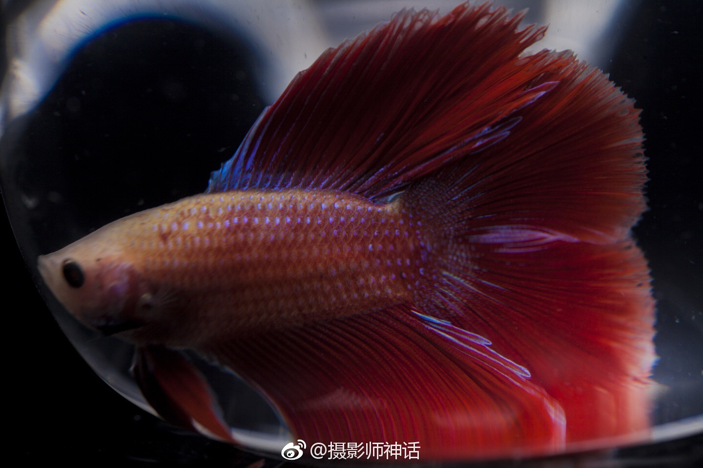 斗鱼最新，小巷深处的独特风味探索
