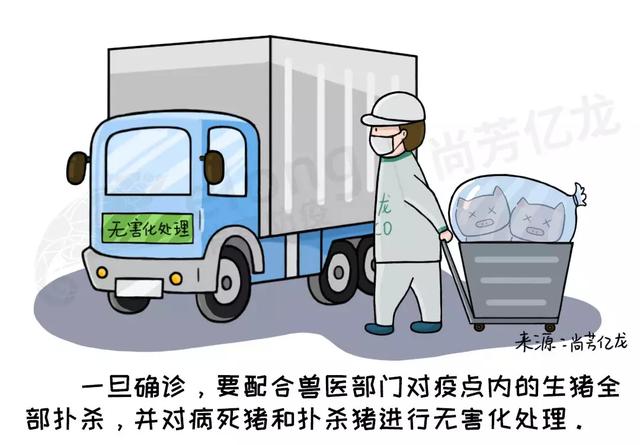 全球关注下的非洲猪瘟最新动态与影响分析