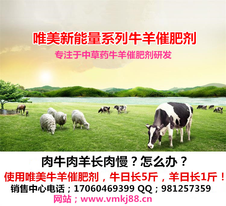 最新牛羊价格与科技产品介绍概览