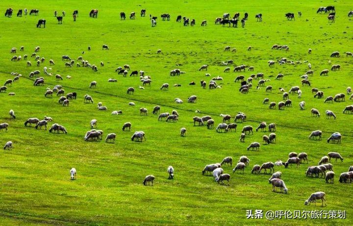内蒙古最新动态，自然美景探索之旅，寻找内心平和与宁静的旅程
