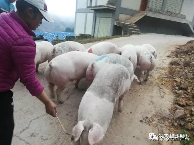 非洲猪瘟最新动态，自信与成就背后的励志之旅——幽默与希望并存