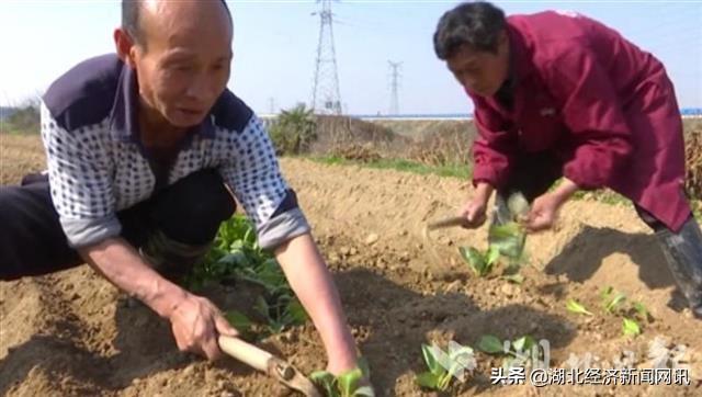 黄瓜最新价格，小巷深处的绿意与惊喜发现